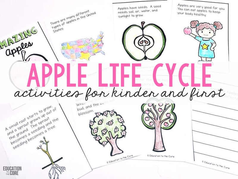 Apple Life Cycle Activities for Kindergarten and First Grade