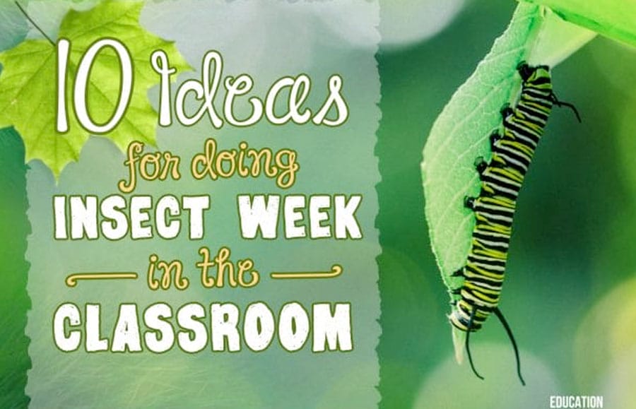 idead-for-insect-activitiesinsects act