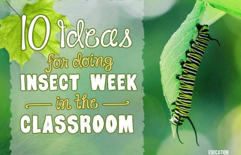 idead-for-insect-activitiesinsects act