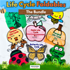 Life Cycle Foldables Bundle